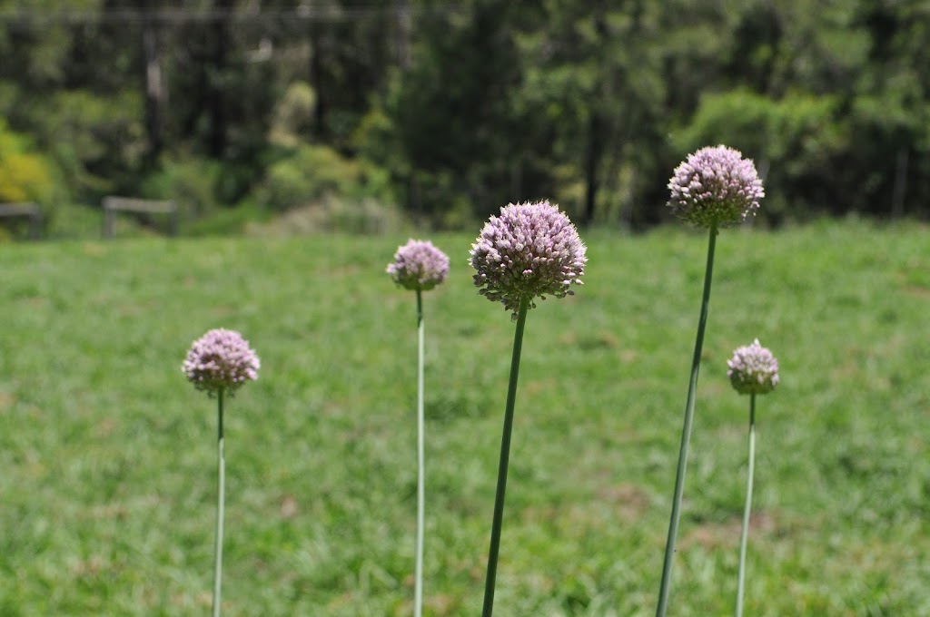 Ramsgill Organic | grocery or supermarket | Reedy Creek Road, Narooma NSW 2545, Australia | 0244735530 OR +61 2 4473 5530