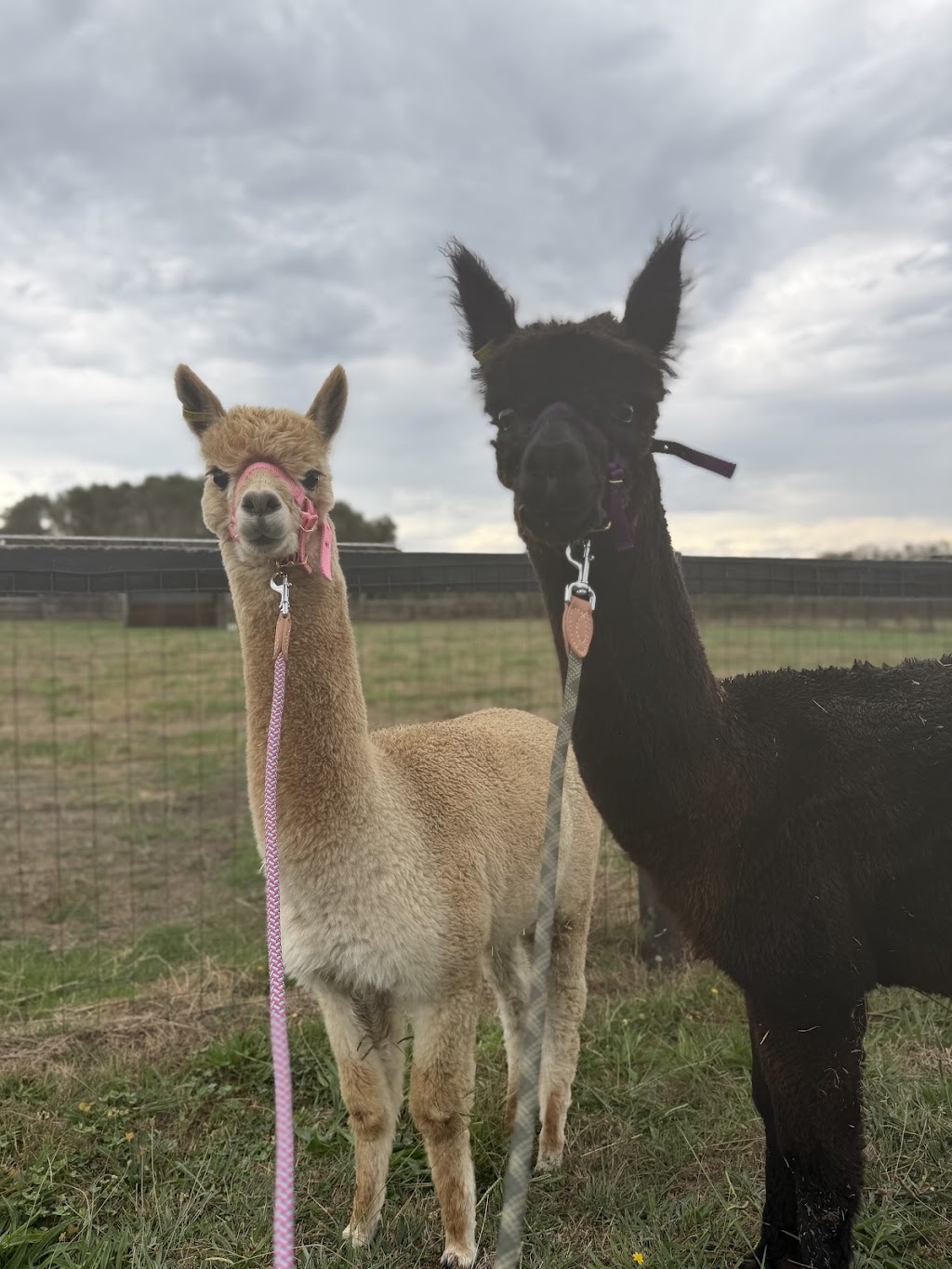 Lalirra Yellingbo Alpacas | Taylor Rd, Yellingbo VIC 3139, Australia | Phone: 0403 725 742