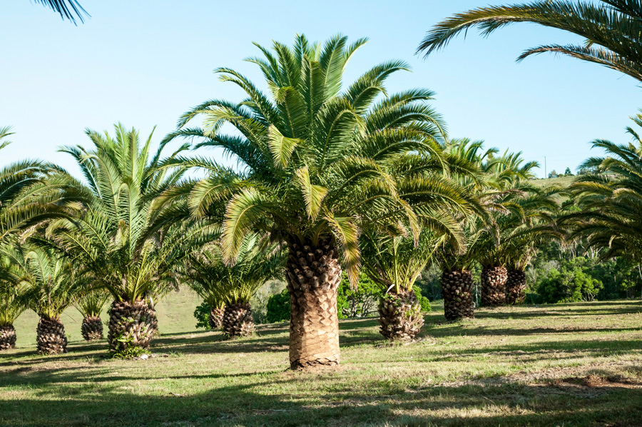 Canary Island Palms Byron Bay | 483 Bangalow Rd, Byron Bay NSW 2481, Australia | Phone: 0400 873 973