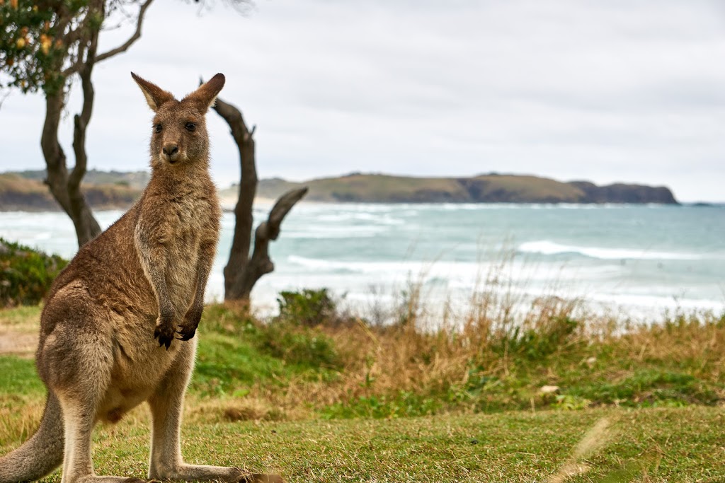 Emerald Beach Reserve | park | Emerald Beach NSW 2456, Australia | 0266484000 OR +61 2 6648 4000