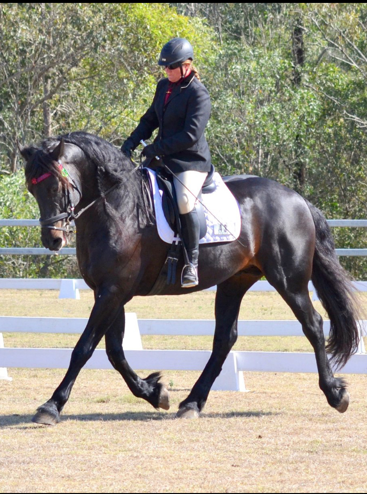 Anakin Friesian Sport Horse Stud | 32-36 Flagstone Ct, South MacLean QLD 4280, Australia | Phone: 0423 427 656