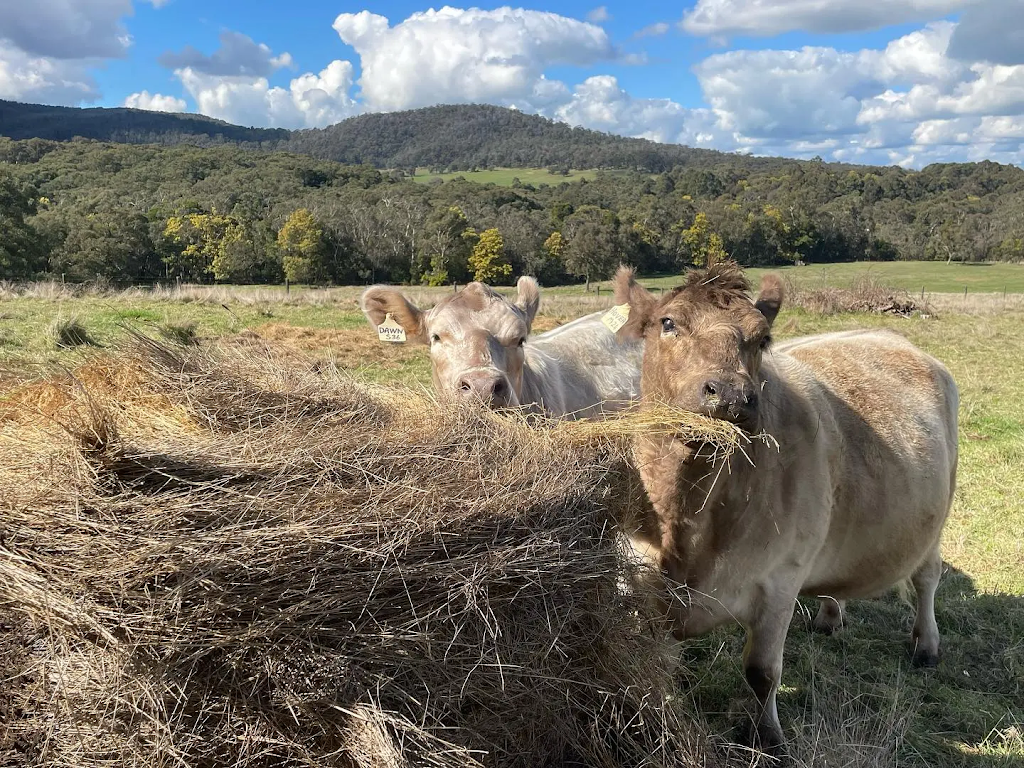 Ferguson Livestock | 306 Snake Valley-Chepstowe Rd, Snake Valley VIC 3351, Australia | Phone: 0412 144 625