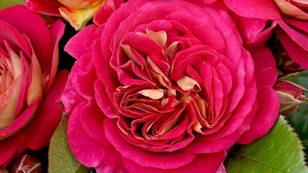 KINGSTON PARK ESTATE Roses | 1484 Wisemans Ferry Rd, Maroota NSW 2756, Australia | Phone: 0434 728 522