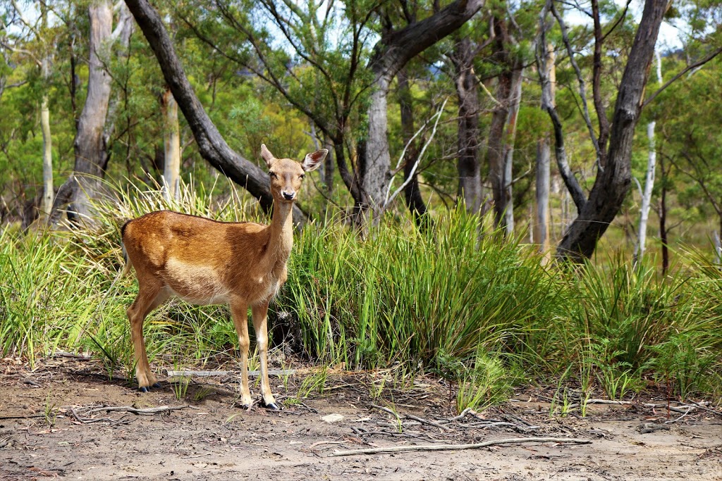 Deer Park | park | Little Swanport TAS 7190, Australia