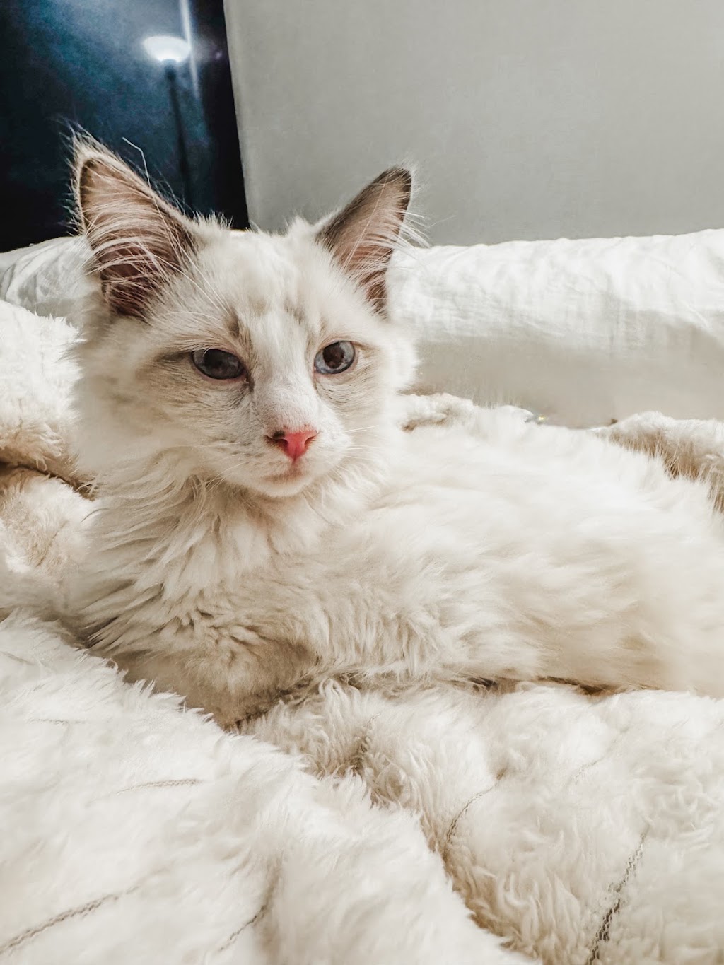 Milks Ragdolls | Milks Ragdolls, Heathcote Junction VIC 3758, Australia | Phone: 0481 973 557