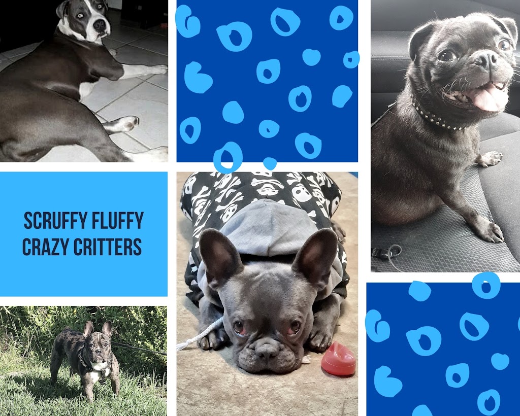 Scruffy Fluffy Crazy Critters | 7 Laybutt Rd, Lalor Park NSW 2147, Australia | Phone: 0468 937 319