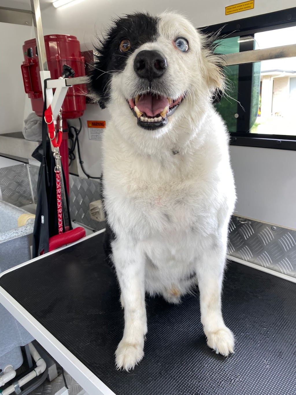 The Happy Groomer | 1 Cedar Vale Rd, Cedar Vale QLD 4285, Australia | Phone: 0412 770 213