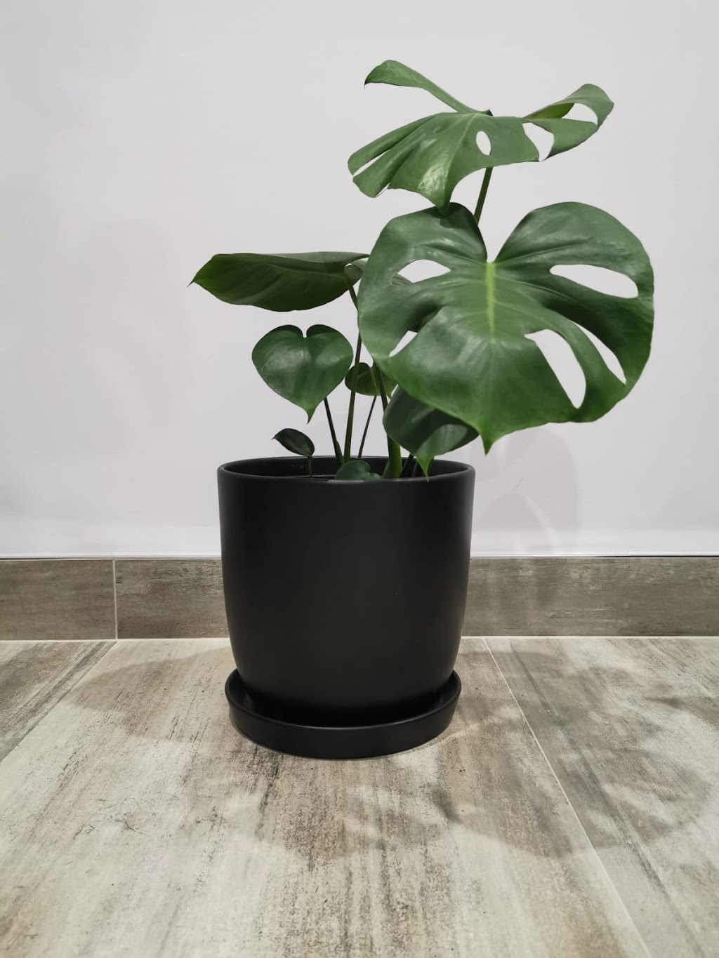 Zen indoor plants | 29a Duke St, Canley Heights NSW 2166, Australia | Phone: 1300 755 093