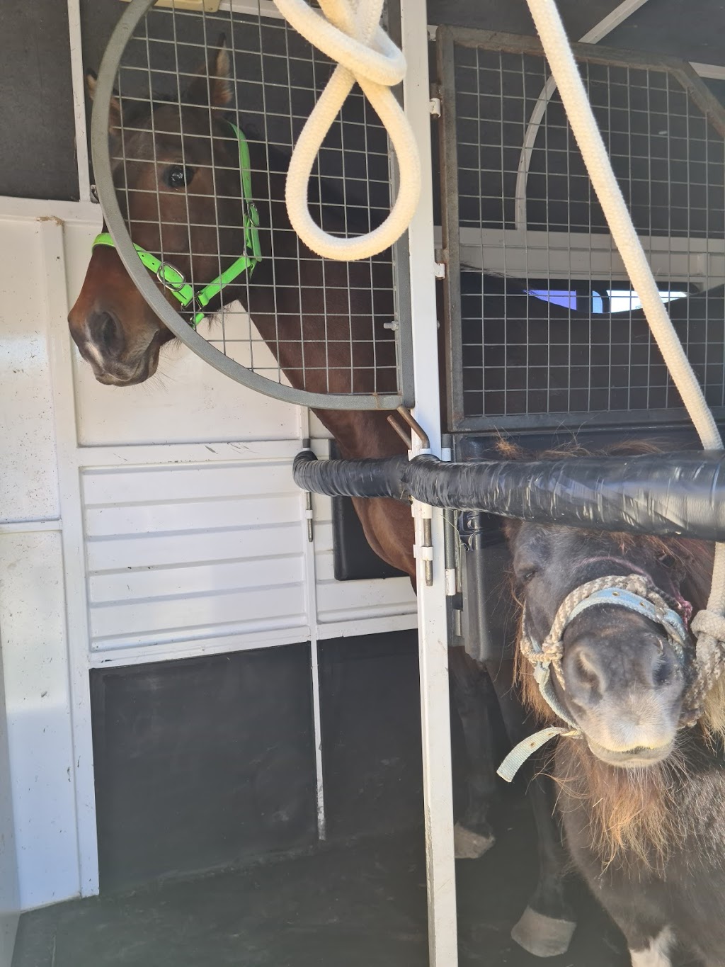 Dohertys Horse Transport |  | 117 Nicklin Rd, Palmwoods QLD 4555, Australia | 0429504433 OR +61 429 504 433