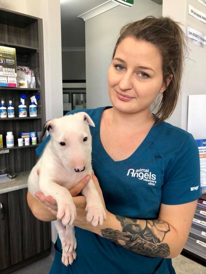 Animal Angels Veterinary Clinic | 159 Edmond St, Marburg QLD 4346, Australia | Phone: (07) 5464 4984