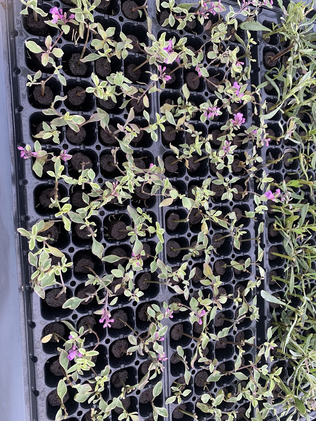 Propteq | 313 Pound Rd, Elliminyt VIC 3250, Australia | Phone: 0493 436 586 Propteq | 313 Pound Rd, Elliminyt VIC 3250, Australia | Phone: 0493 436 586