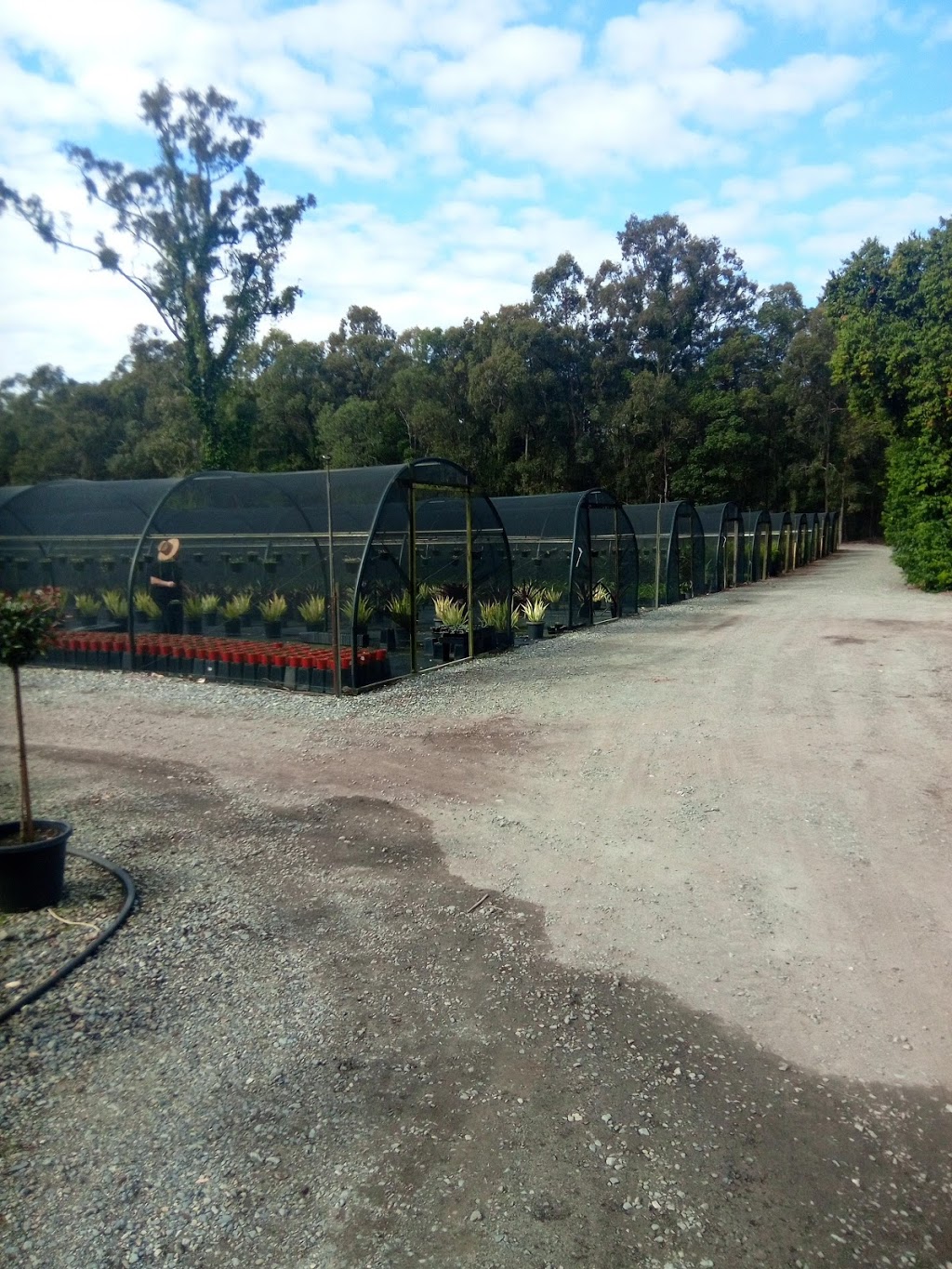 Barellan Nursery | 474 Yawalpah Rd, Coomera QLD 4209, Australia | Phone: (07) 5547 6295