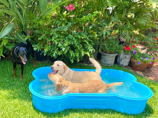 Dog Pools Australia | pet store | 2 Manubar Pl, Chapel Hill QLD 4069, Australia | 0403273250 OR +61 403 273 250