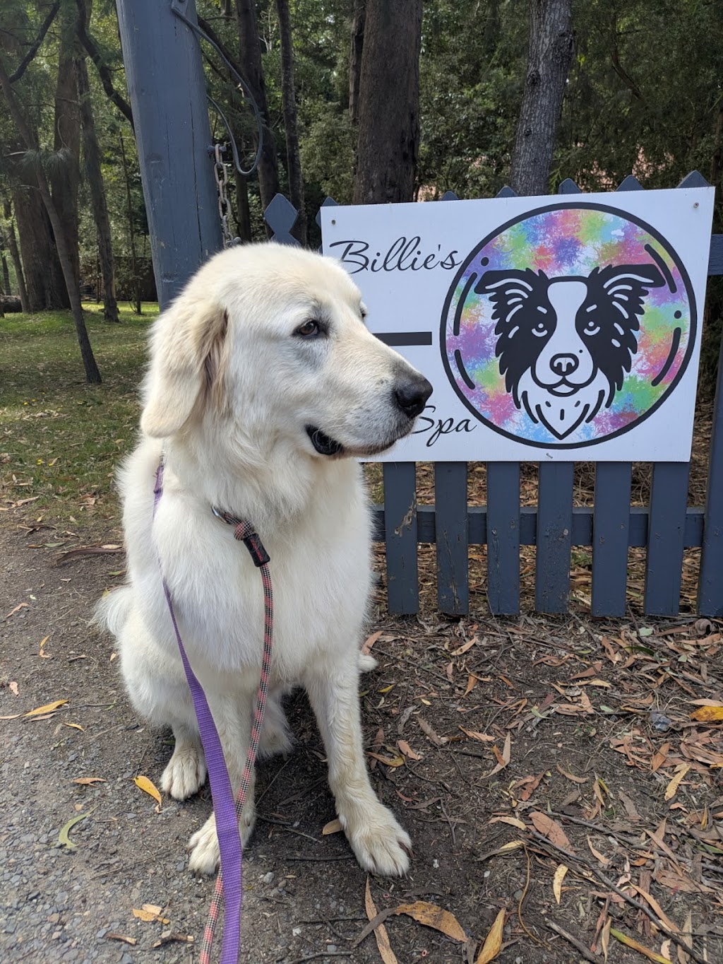 Billies Pet Spa | 535 Little Yarra Rd, Gladysdale VIC 3797, Australia | Phone: 0428 299 555