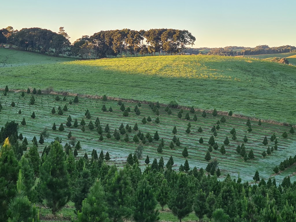 Atherton Christmas Tree Farm | 9658 Kennedy Hwy, Upper Barron QLD 4883, Australia | Phone: 0407 160 792