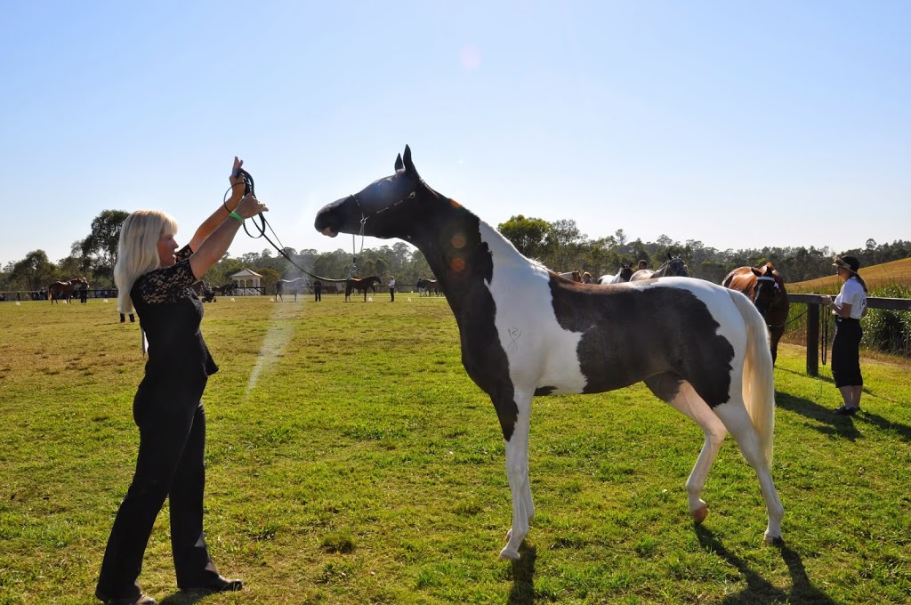 South Serenity Arabians | 285 Gehreys Ln, Kilmore VIC 3764, Australia | Phone: 0418 360 636