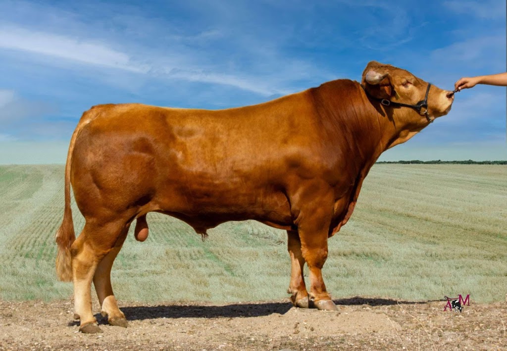 Belle Cattle Company | 90 Grand Ridge Rd, Seaview VIC 3821, Australia | Phone: 0422 800 988 Belle Cattle Company | 90 Grand Ridge Rd, Seaview VIC 3821, Australia | Phone: 0422 800 988
