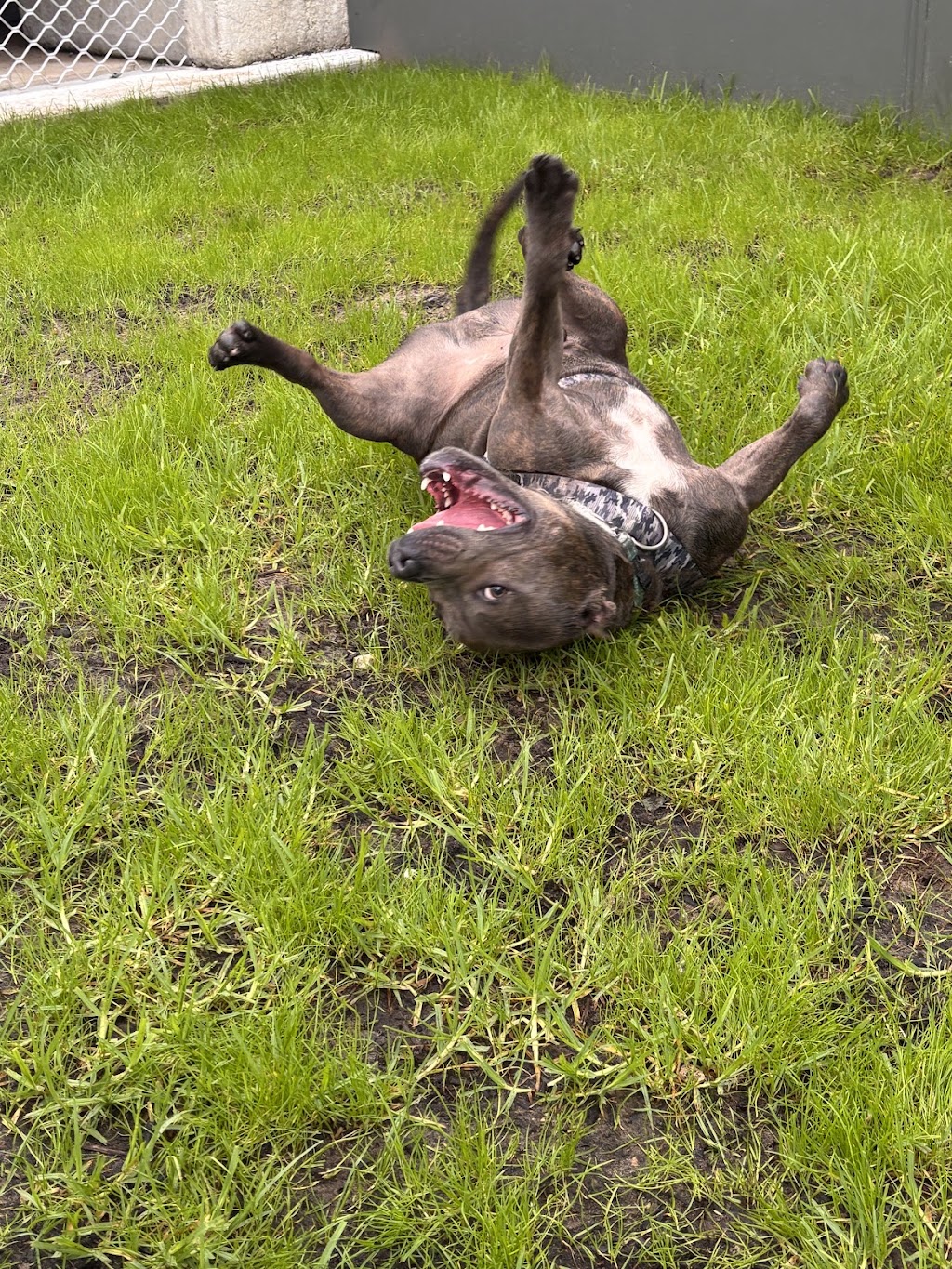Maitland Pet Resort | 138 Cessnock Rd, Maitland NSW 2320, Australia | Phone: (02) 4909 4888
