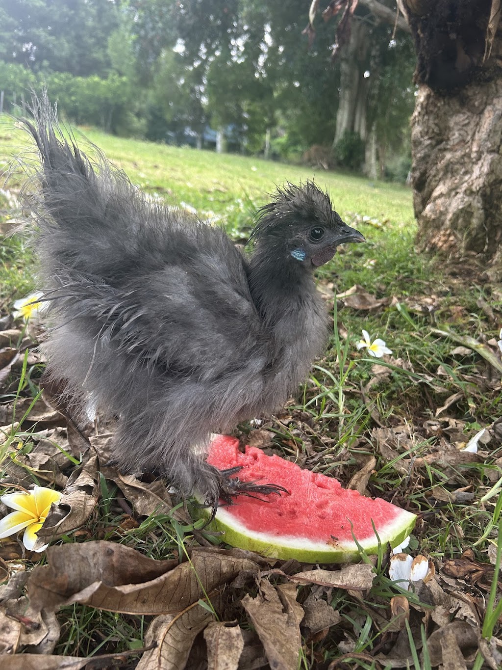 Equine Assisted Therapy at Bunyarra Farm | 690 Cowlong Rd, Eltham NSW 2480, Australia | Phone: 0402 362 169