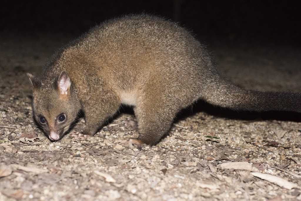 Humane Possum Removal Hoppers Crossing | home goods store | 17 Arnold Ct, Hoppers Crossing VIC 3029, Australia | 0361450197 OR +61 3 6145 0197