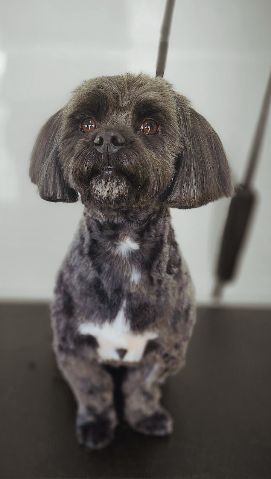 SOAPSTARS MOBILE GROOMING | 69 Lamprill Cir, Herdsmans Cove TAS 7030, Australia | Phone: 0438 155 529