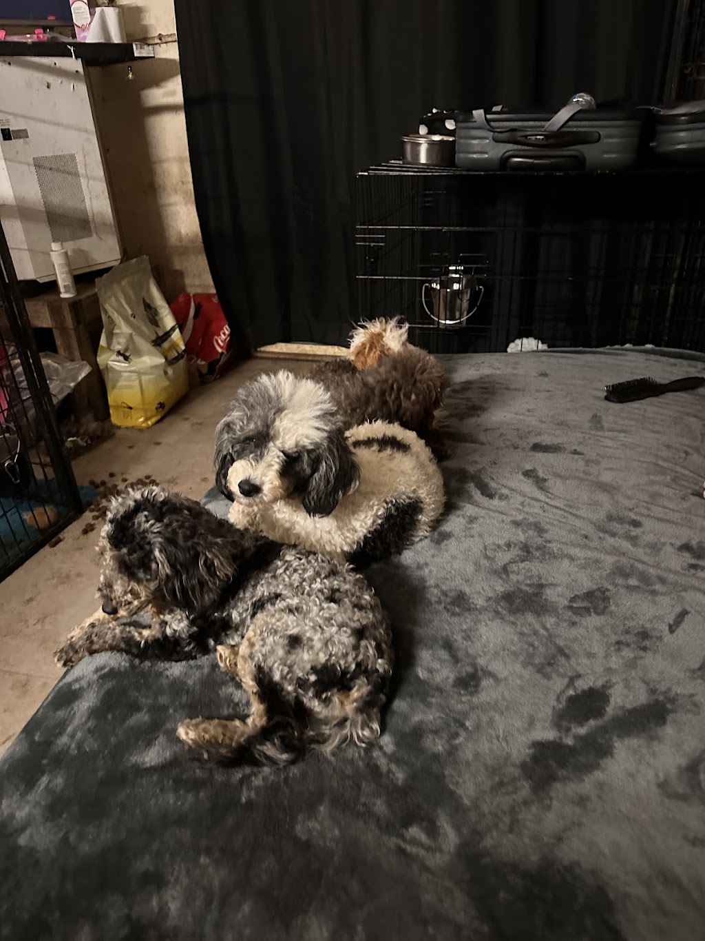 Sirrandi poodles and oodles | Mount Tarampa Rd, Mount Tarampa QLD 4311, Australia | Phone: 0489 020 024