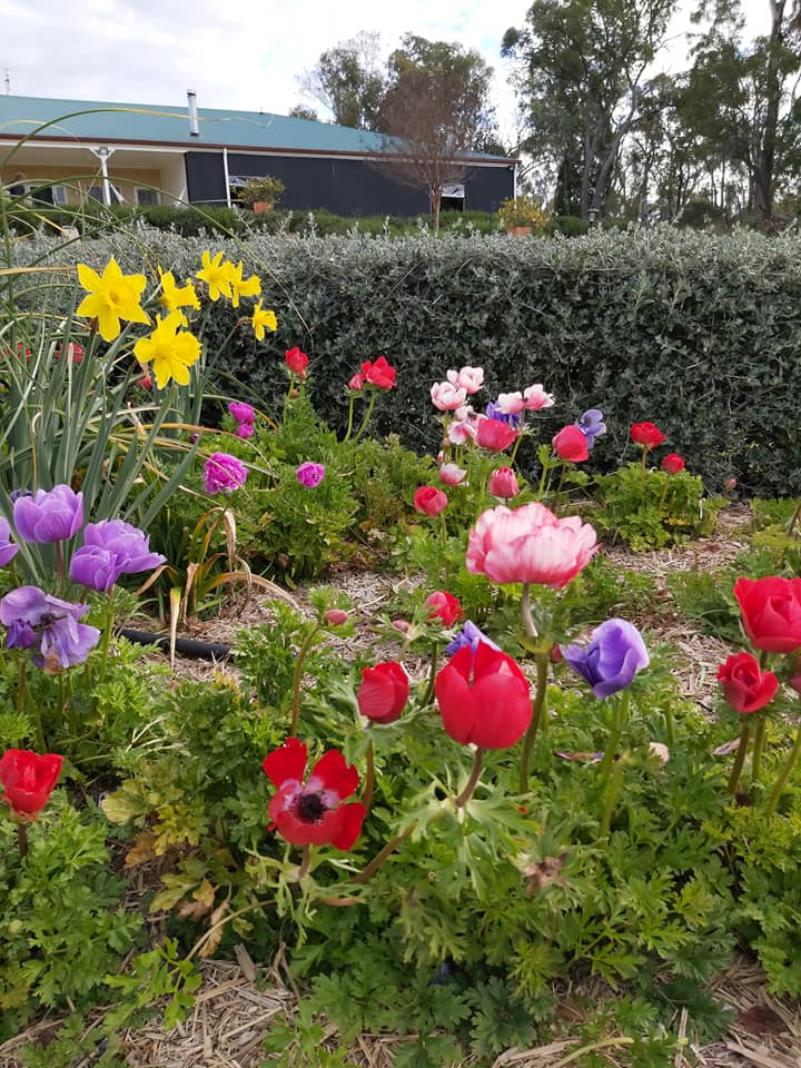 Ballandean Blooms | 123 Sundown Rd, Ballandean QLD 4382, Australia | Phone: 0412 130 402