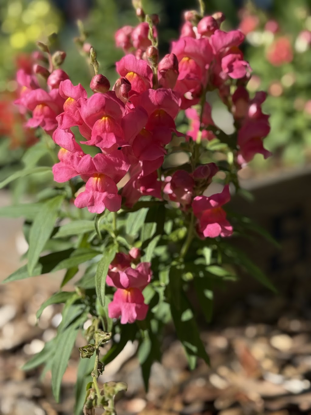 Celestial Gardens and Retreat | 10 Thonemans Rd, Hoddles Creek VIC 3139, Australia | Phone: 0411 885 568