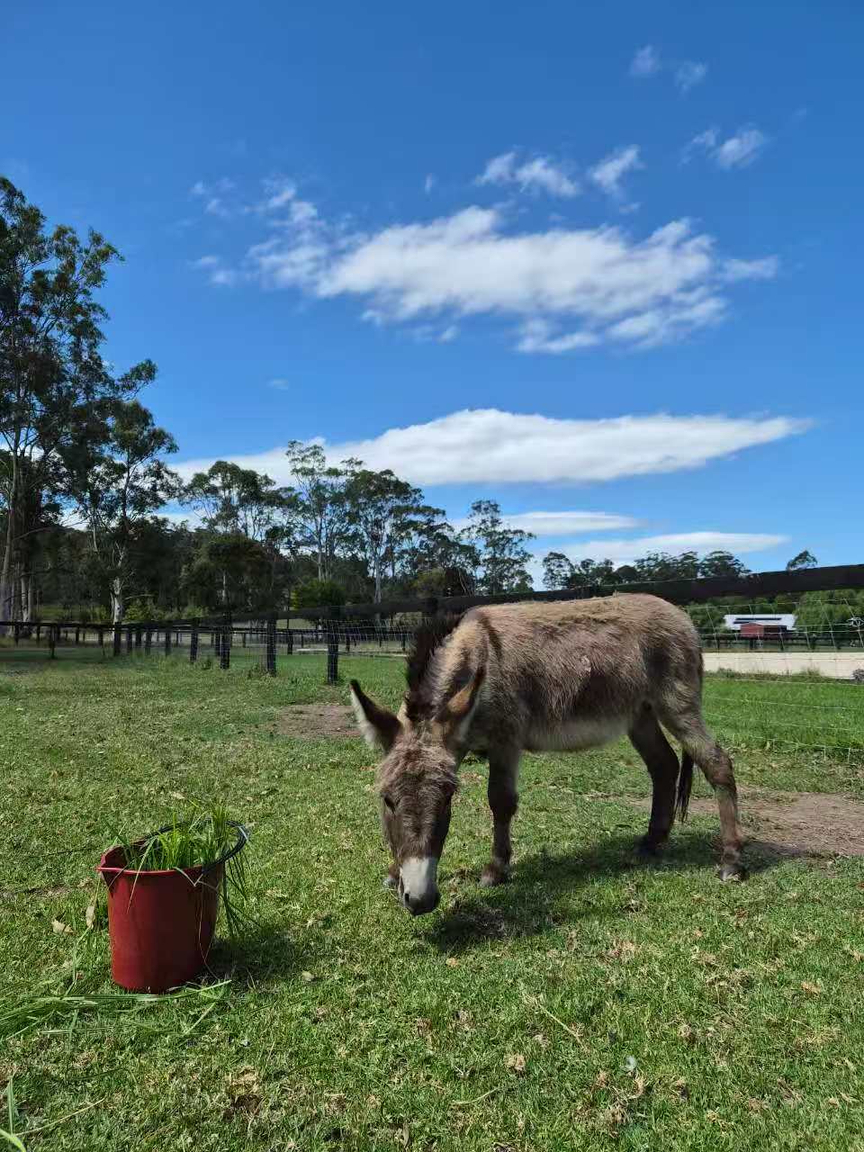 Mandalay Park Farmstay | 1269 Dooralong Rd, Dooralong NSW 2259, Australia | Phone: 0425 131 496