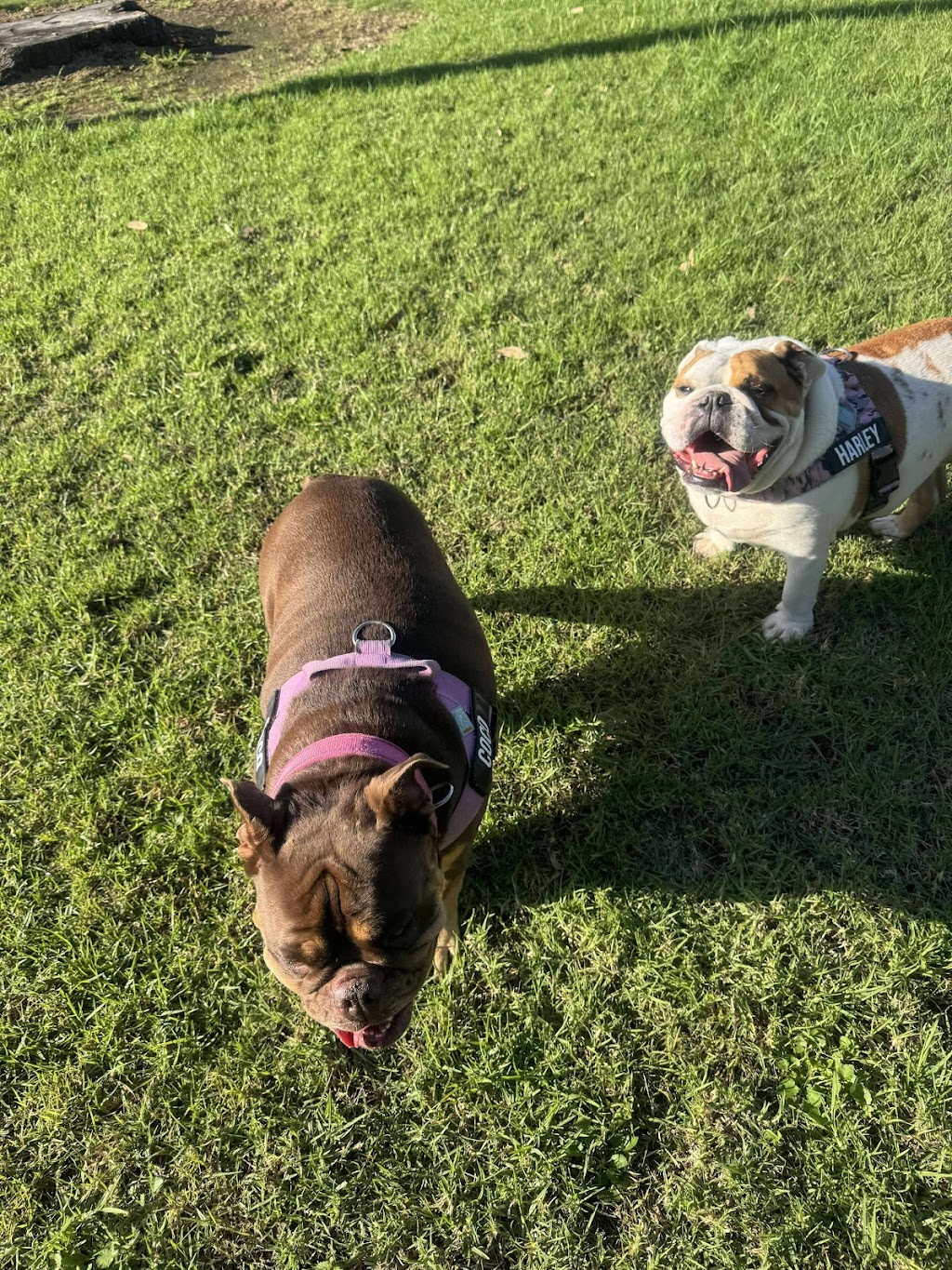 Blue Paws Resort | 172 Church St, Cranebrook NSW 2749, Australia | Phone: 0432 696 017