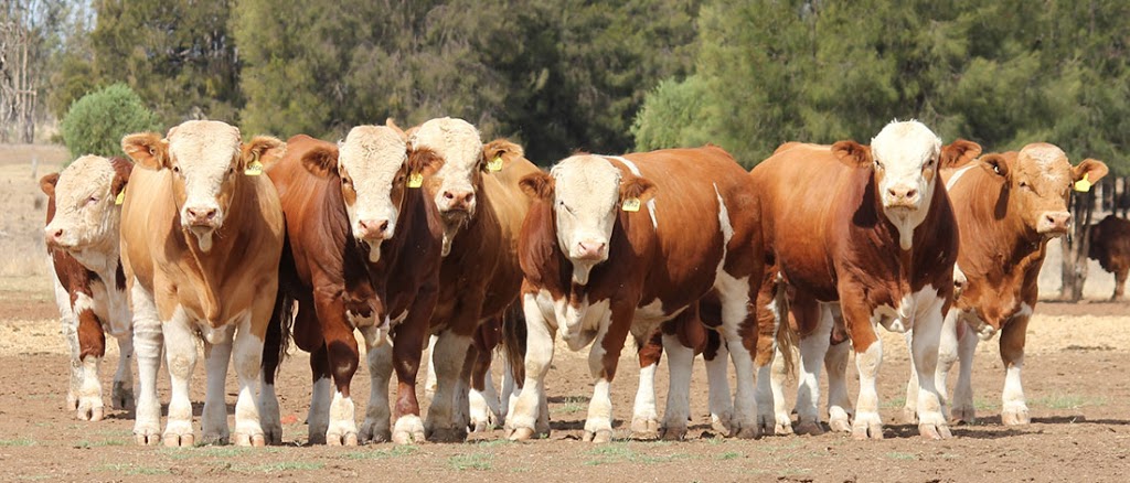 Billa Park Simmentals | 2640 Dulacca S Rd, Dulacca QLD 4424, Australia | Phone: 0427 274 410