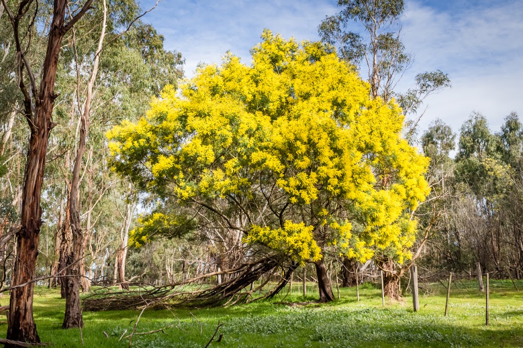 Main Yarra Trail | park | Templestowe VIC 3106, Australia