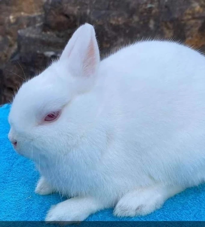 Miniature bunnies | 436 Great Northern Hwy, Middle Swan WA 6056, Australia | Phone: 0490 079 929