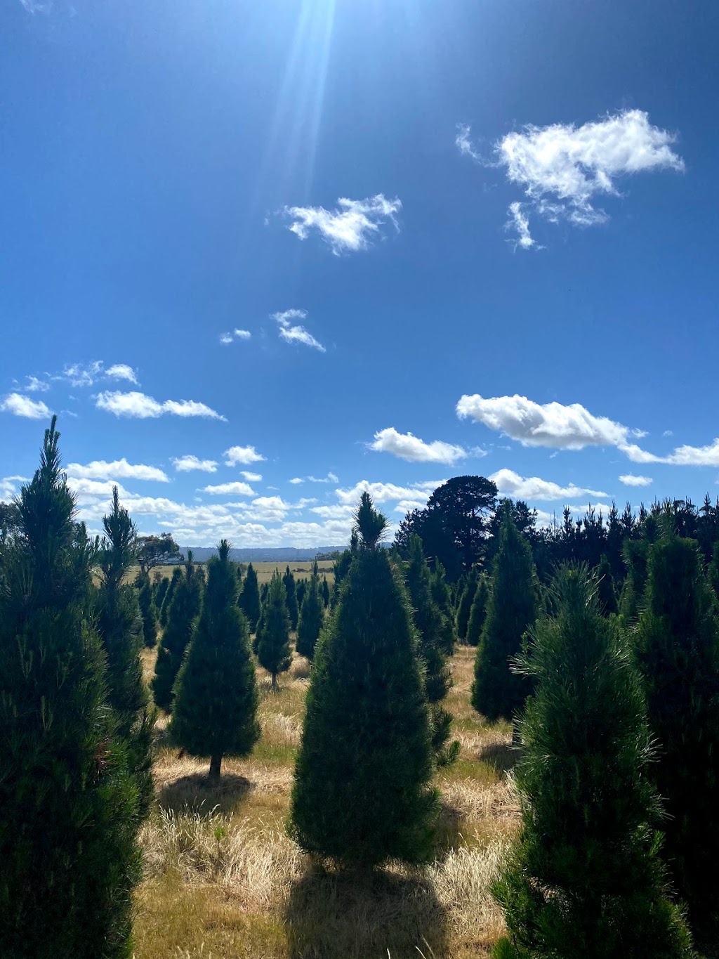 Victoria Christmas Tree Farm |  | Corner of Lightfoot Lane and, Sobeys Rd, Napoleons VIC 3352, Australia | 0401027030 OR +61 401 027 030