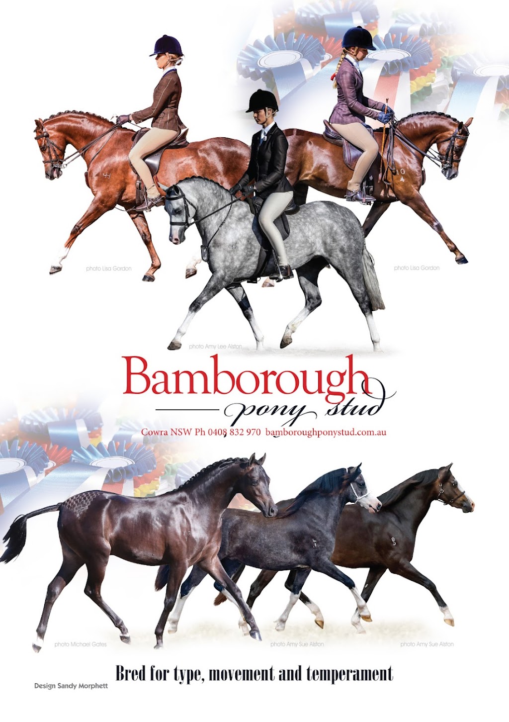 Bamborough Pony Stud | 65 Billimari Rd, Cowra NSW 2794, Australia | Phone: 0408 832 970