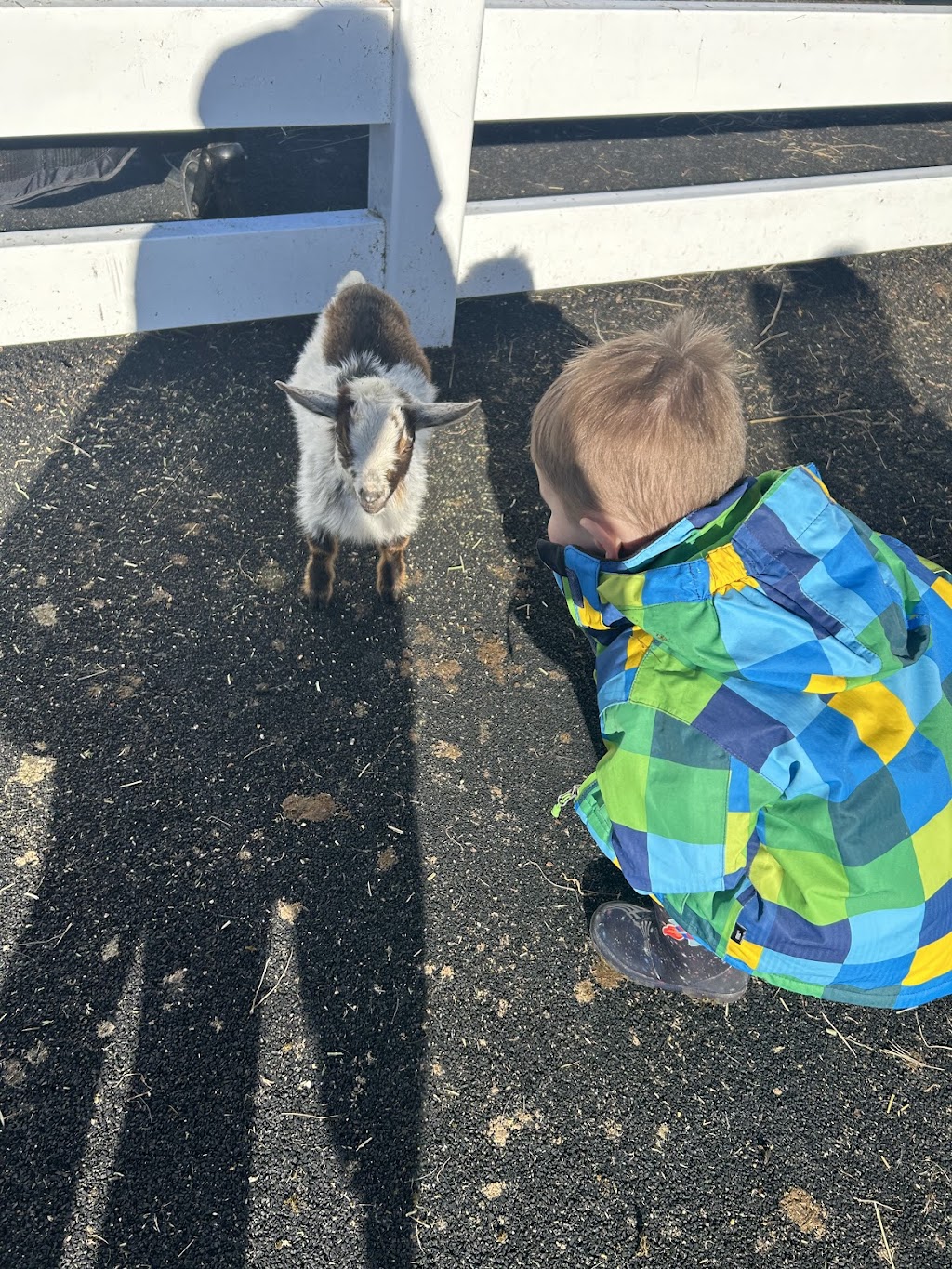 Little Sherwood Drouin Petting Zoo & Cottages | 315 Fisher Rd, Drouin West VIC 3818, Australia | Phone: 0411 498 990