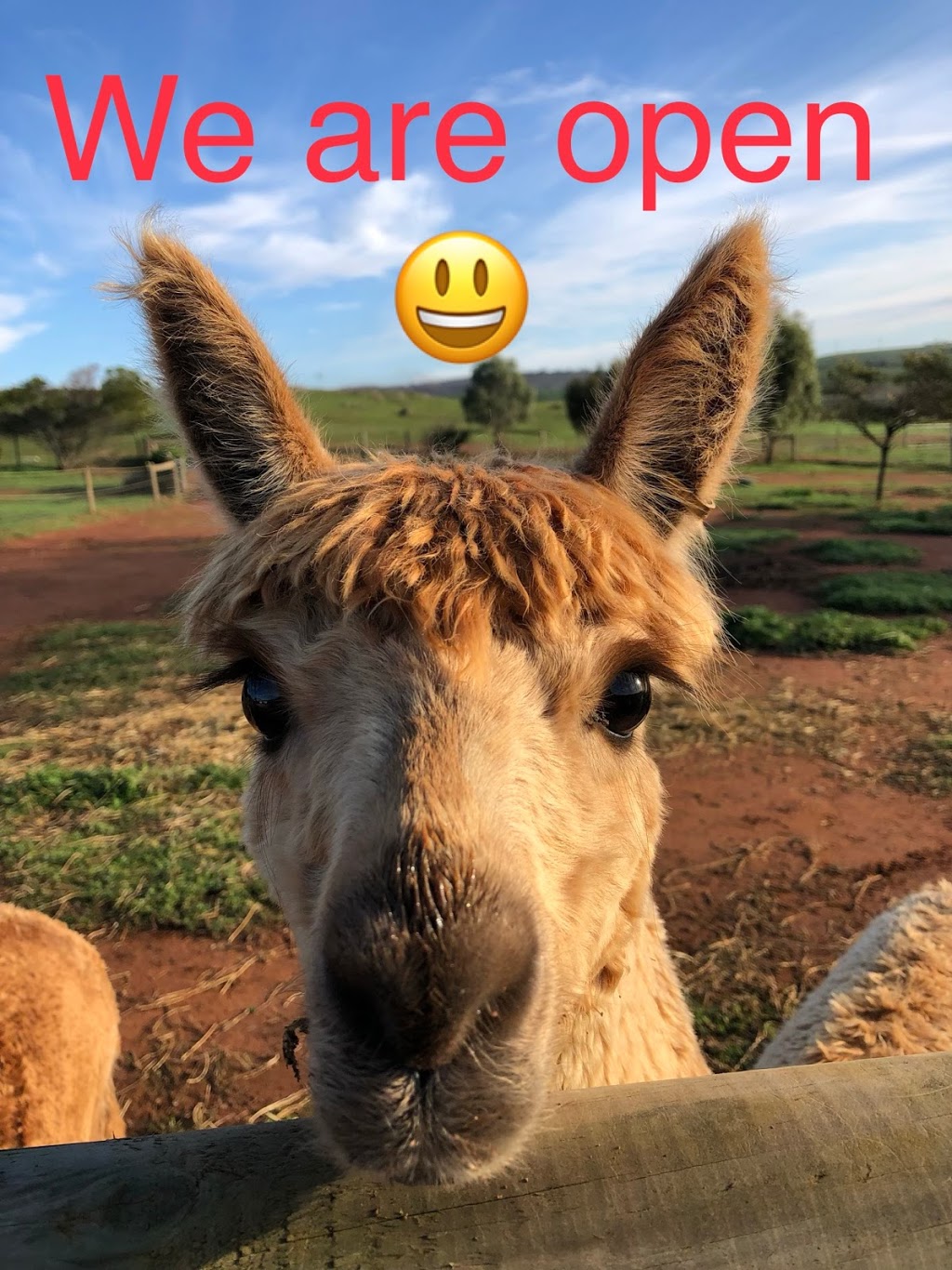 Mioshi Park Alpacas | 1036 Back Callington Rd, Callington SA 5254, Australia | Phone: 0414 974 807