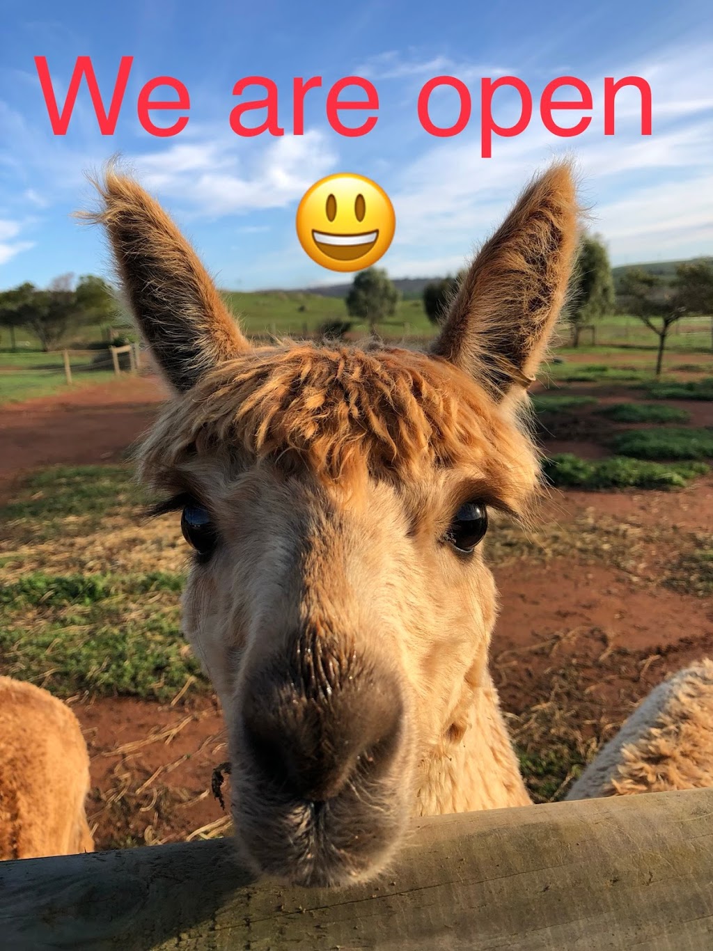 Mioshi Park Alpacas | food | 1036 Back Callington Rd, Callington SA 5254, Australia | 0414974807 OR +61 414 974 807