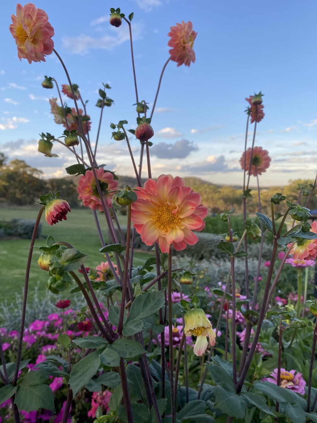 Ballandean Blooms | 123 Sundown Rd, Ballandean QLD 4382, Australia | Phone: 0412 130 402