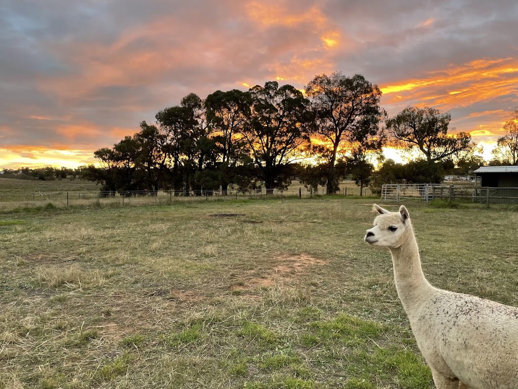 Cowra Gold Alpaca Stud | food | 10 Mary Rd, Cowra NSW 2794, Australia | 0451609979 OR +61 451 609 979