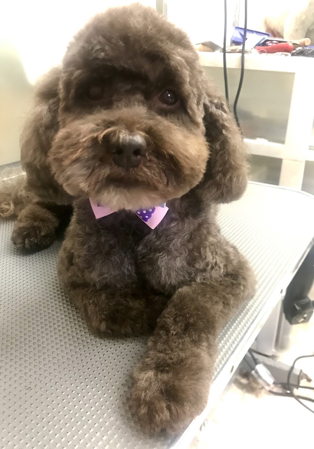 Canine Elegance | 2/110 James St, Templestowe VIC 3106, Australia | Phone: 0412 930 039
