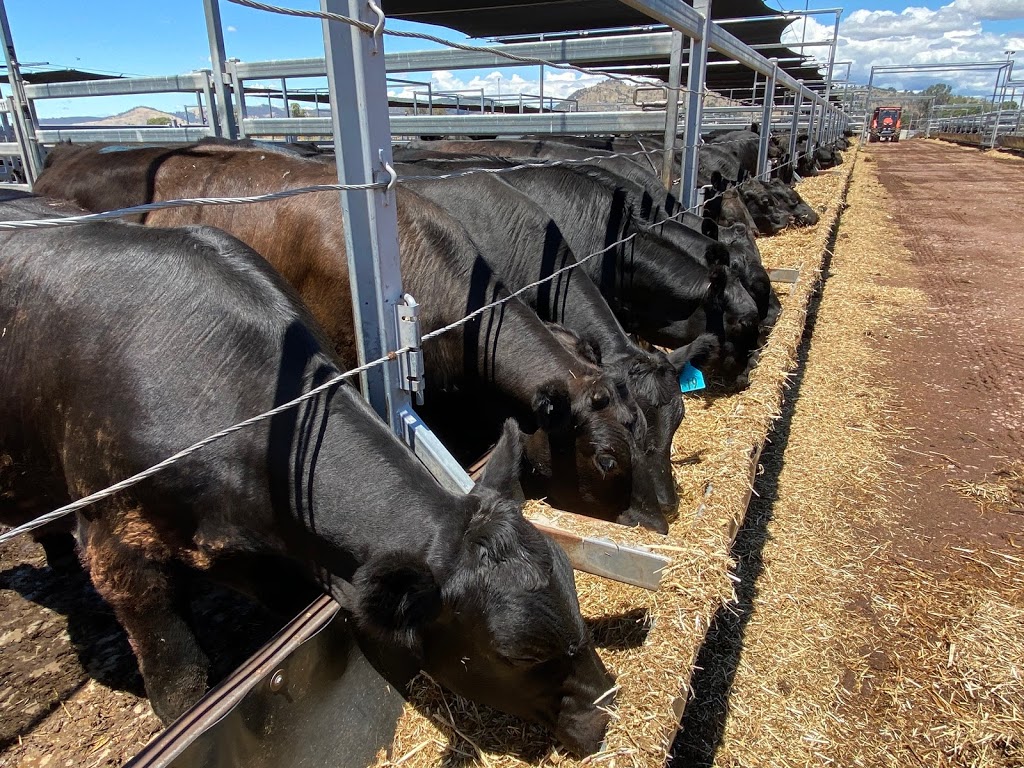 NVLX - Northern Victoria Livestock Exchange |  | 1934 Murray Valley Hwy, Barnawartha North VIC 3691, Australia | 0260428000 OR +61 2 6042 8000