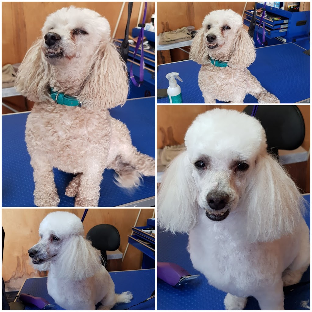 Hootabella Dog Grooming | point of interest | 53 Pioneer Dr, Roxby Downs SA 5725, Australia | 0433838391 OR +61 433 838 391