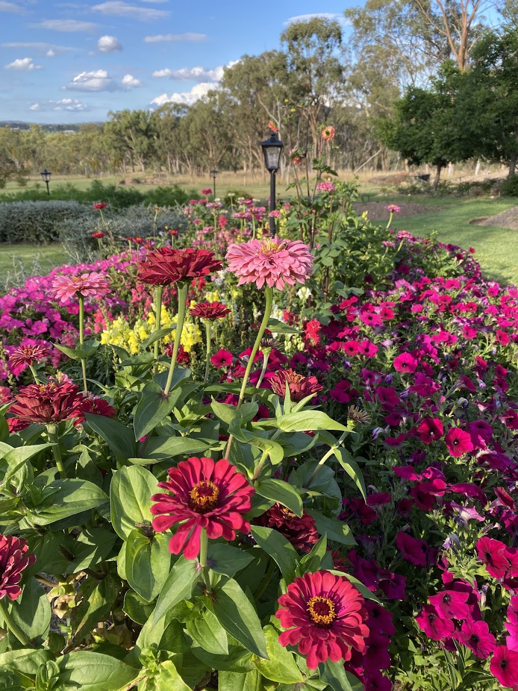 Ballandean Blooms | 123 Sundown Rd, Ballandean QLD 4382, Australia | Phone: 0412 130 402