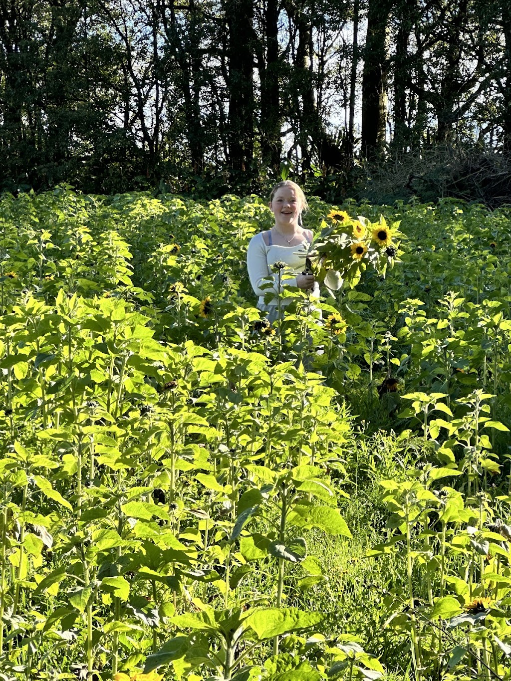 The Bloom Barn Farm | 1154 Peats Ridge Rd, Peats Ridge NSW 2250, Australia | Phone: 0455 246 789