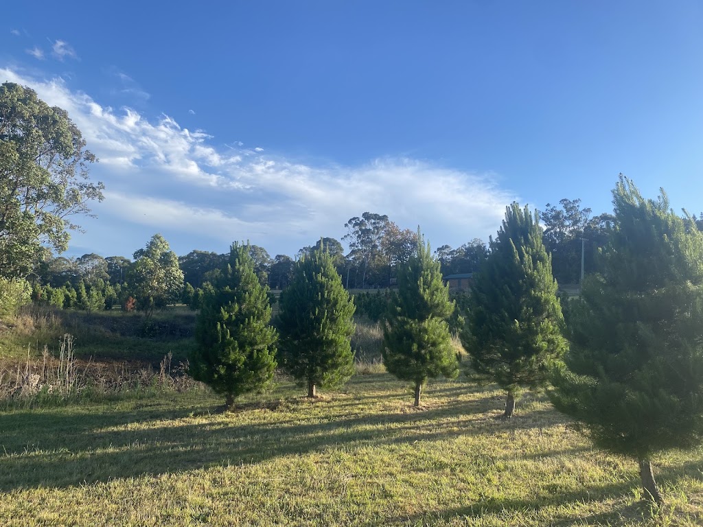 Glenmore Christmas Tree Farm | 669 Mulgoa Rd, Mulgoa NSW 2745, Australia | Phone: 0416 039 672