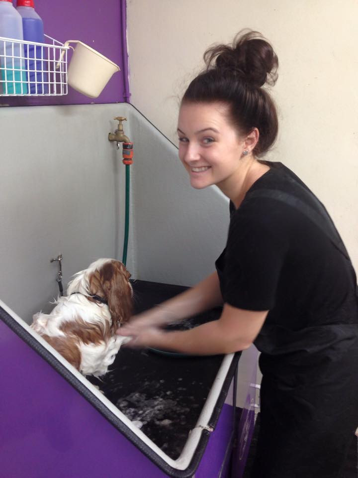 Pet Stylist Academy | 49 Cypress Dr, Broadbeach Waters QLD 4218, Australia | Phone: (07) 5575 2200