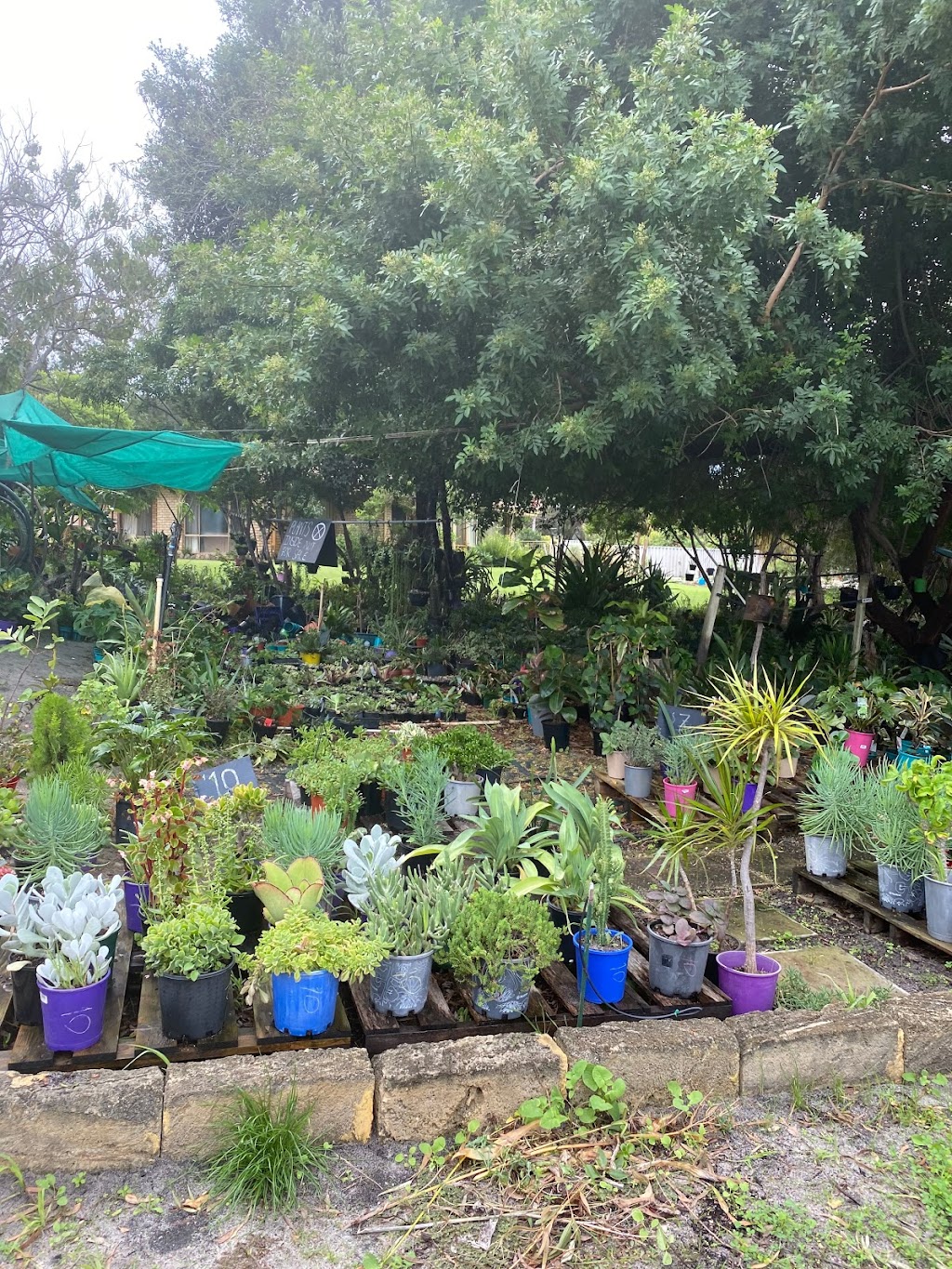 Rana Nursery | 249 Dundebar Rd, Wanneroo WA 6065, Australia | Phone: 0499 337 530