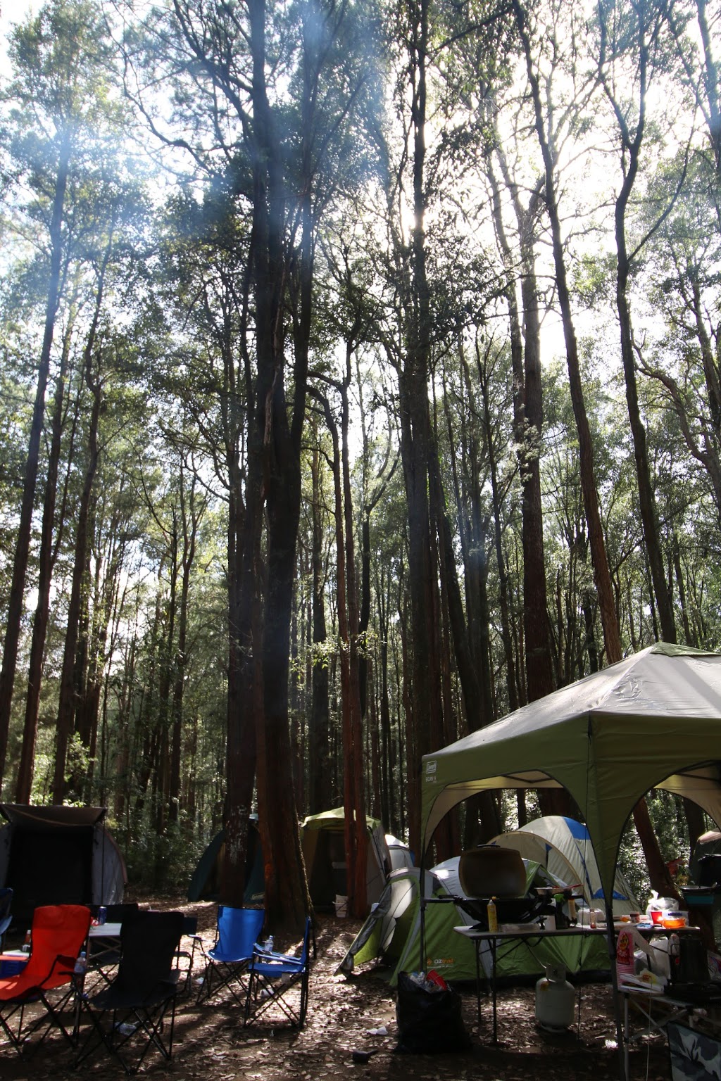 Casuarina Camping Area | campground | Martinsville NSW 2265, Australia