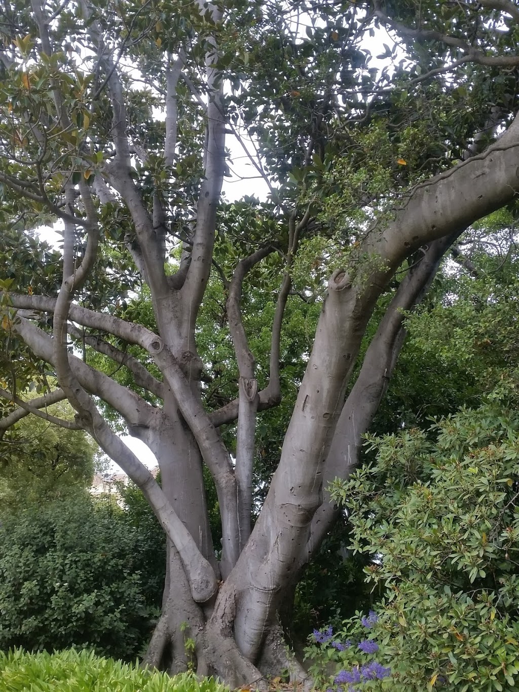 Morton Bay Fig Bed | Government House Dr, Melbourne VIC 3004, Australia